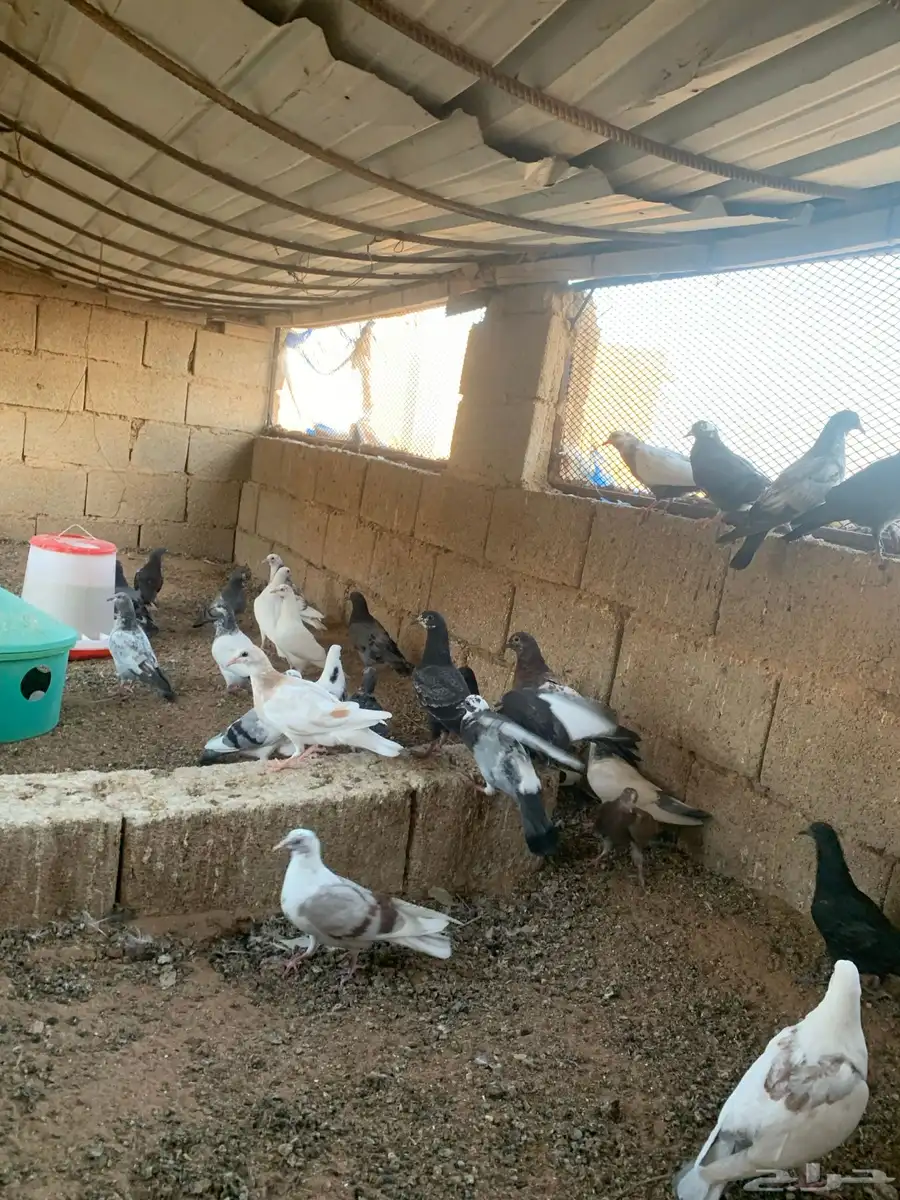 فروخ حمام 0