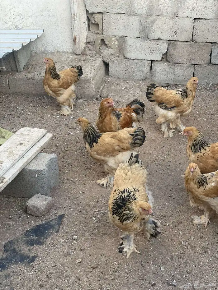 دجاج براهم العدد 7 1
