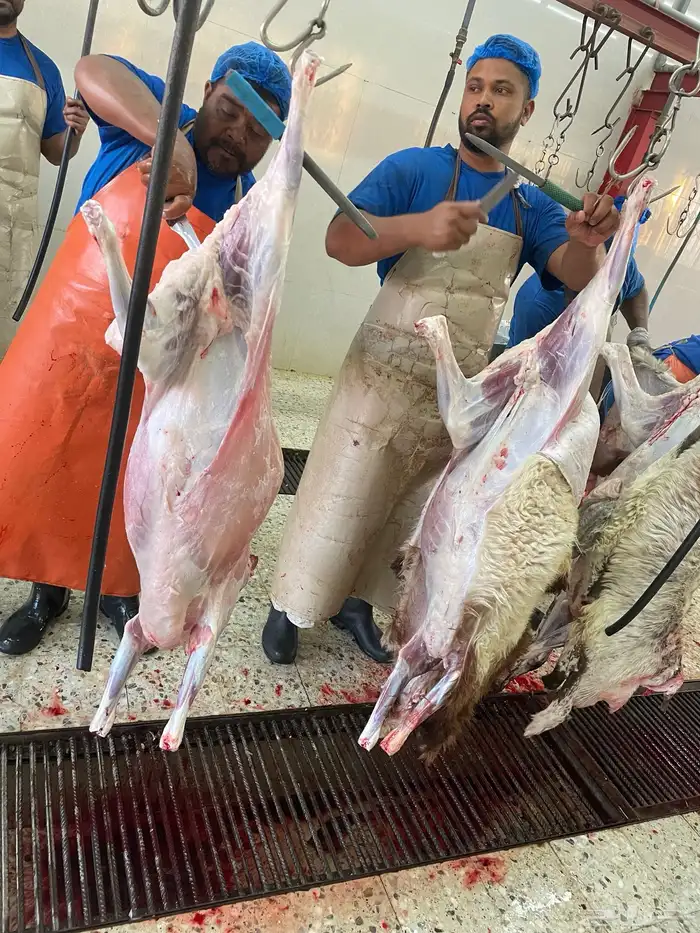 ذبايح نعيم تيوس جفار 0
