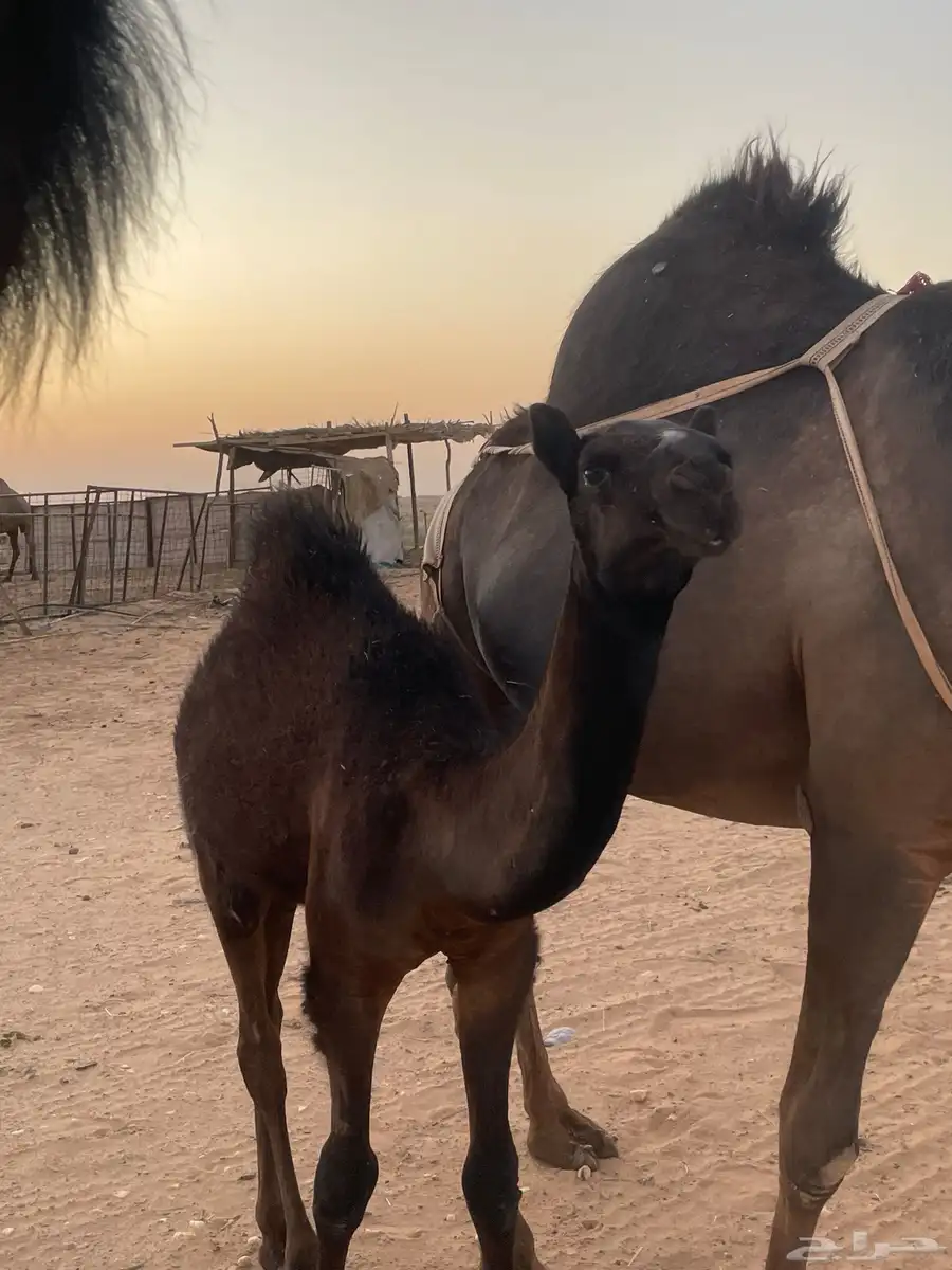 للبيع خلفه مجهم كفو بكر تحتها بكره 2