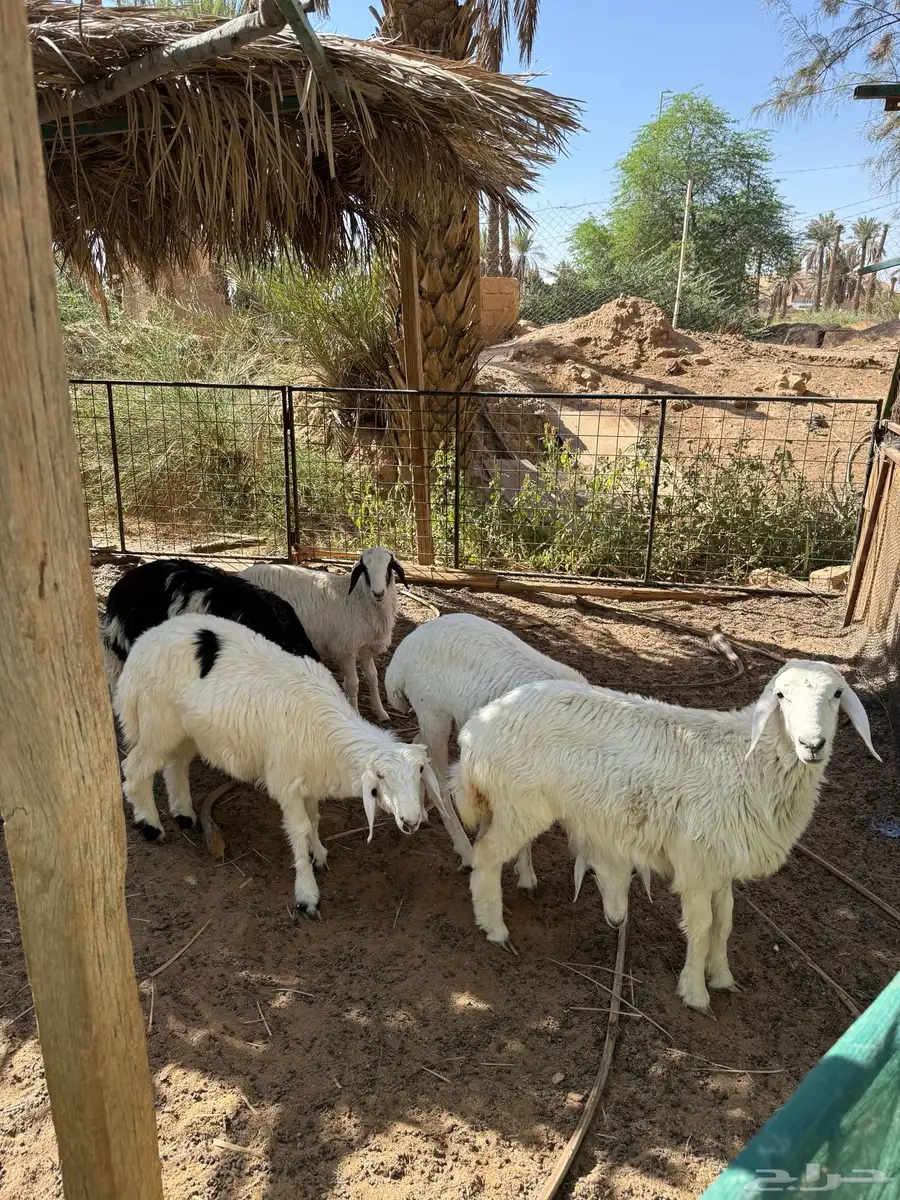 حريات 3