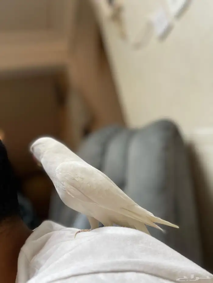 ذكر دره البينو 6