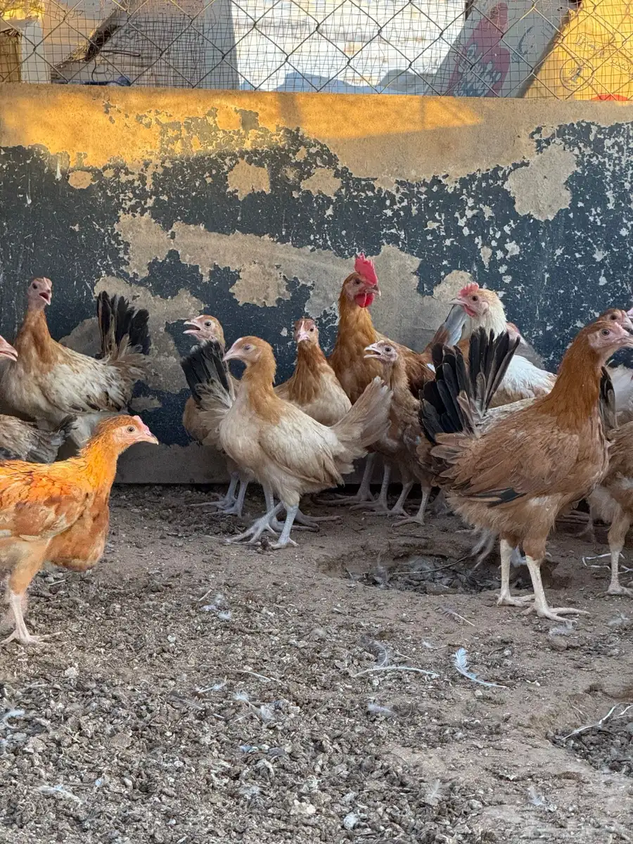 دجاج بلدي فواتح المقع السيح 0