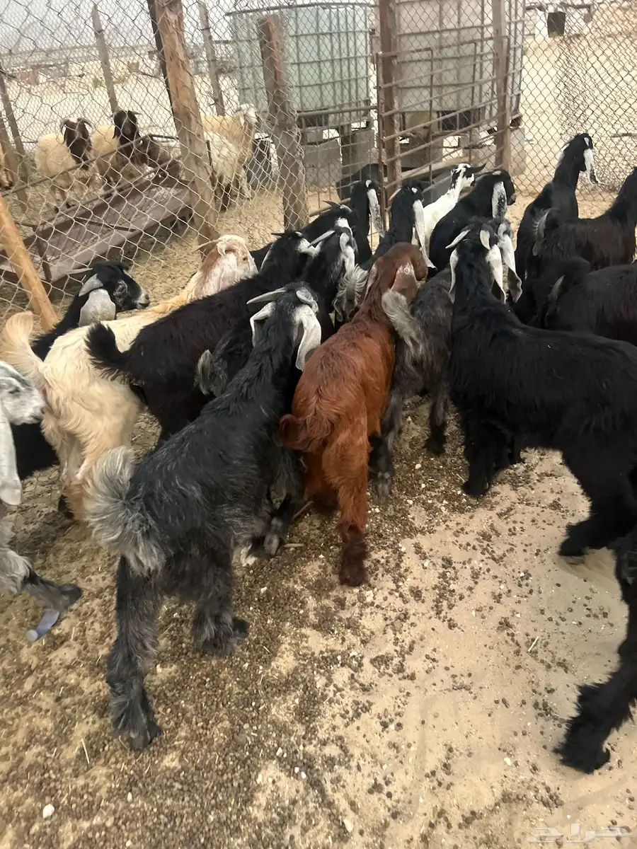 ذبايح مناسبات وثلاجه 4