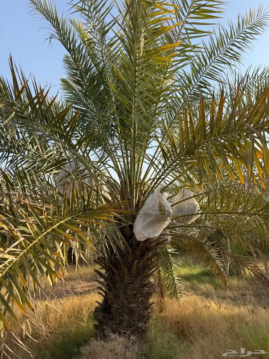 للبيع ثَمَرَة نخيل إخلاص 4
