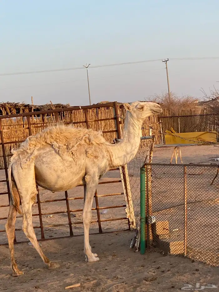 قعود للبيع في بيشة 0