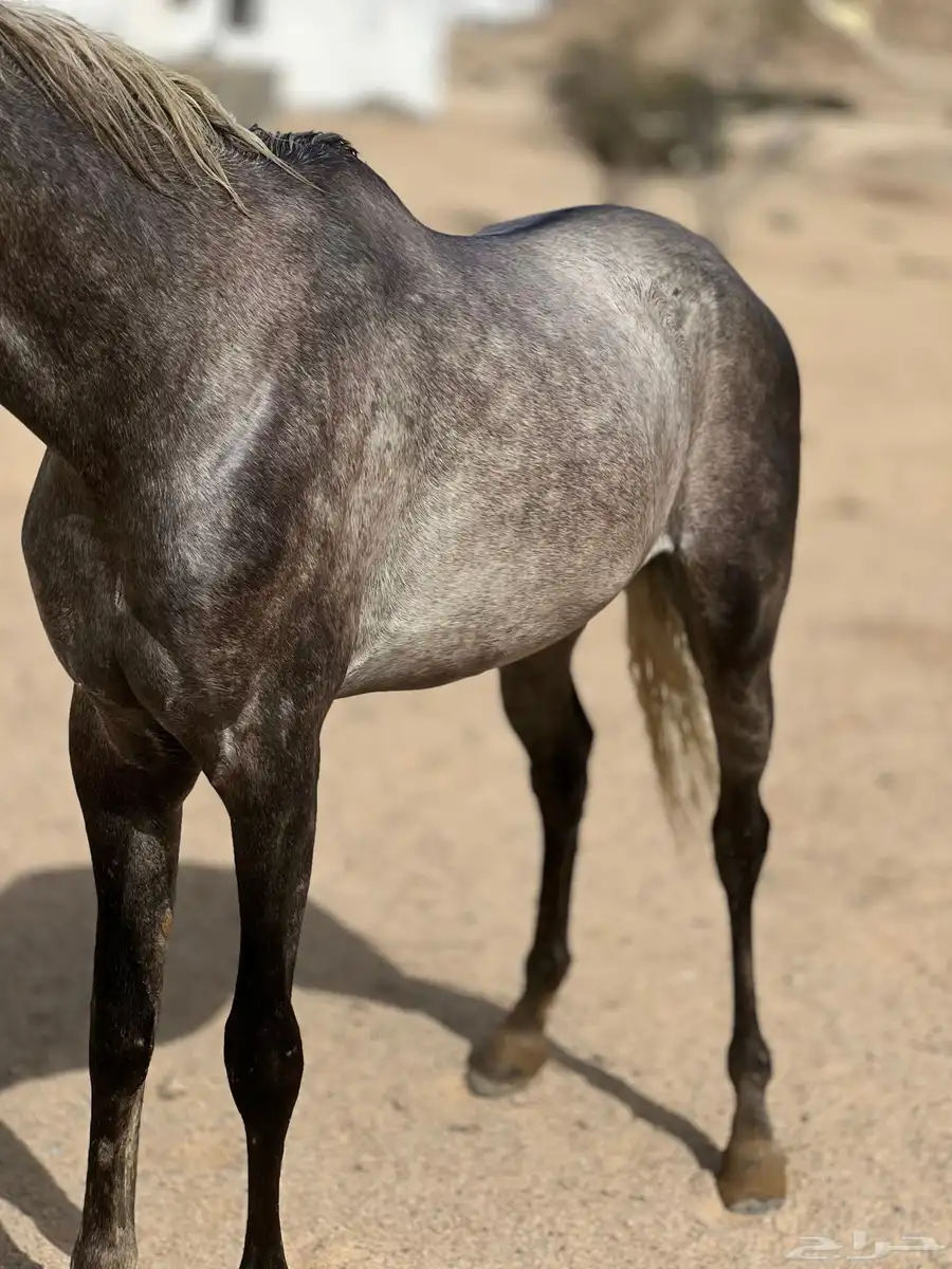 خيل شعبي فاخرر 2