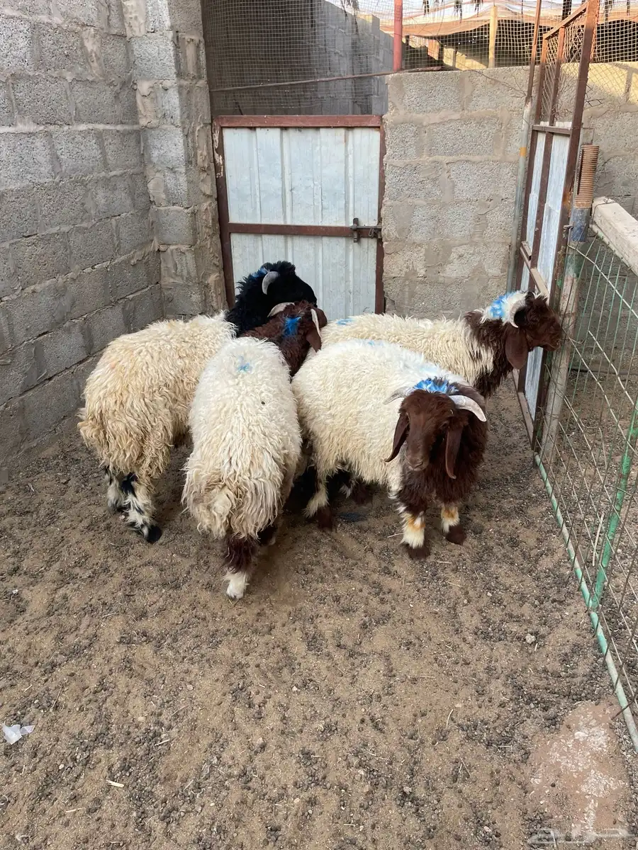 للبيع 4 طليان فاخرة 1
