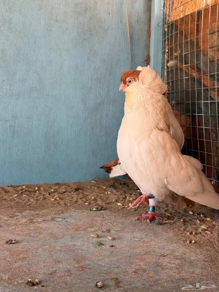 جوز حمام هلمت امريكي 2