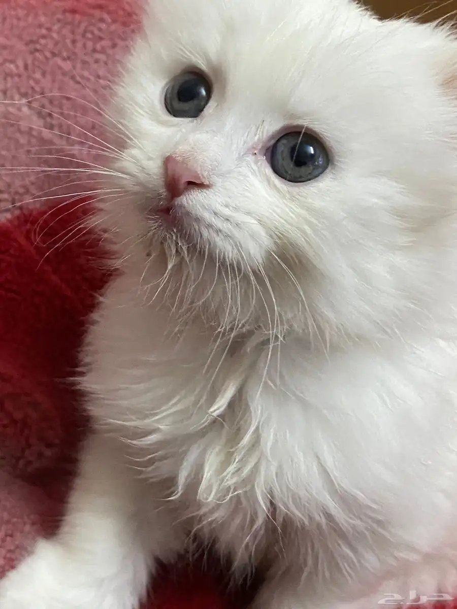 قطط شيرازي للبيع 0