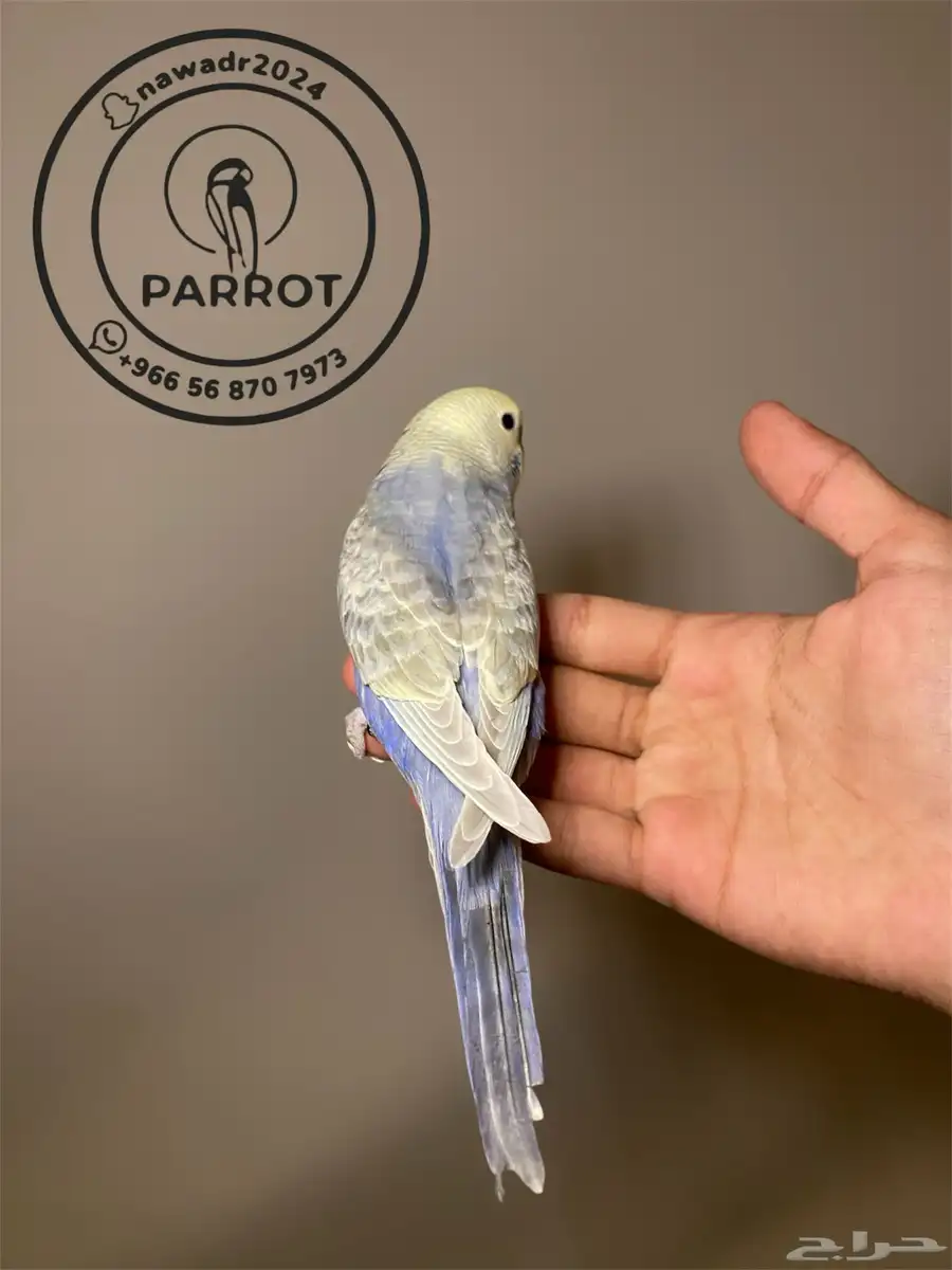 بادجي رينبو اليف للبيع 0