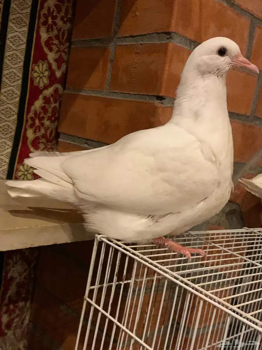 طبه فرش 12