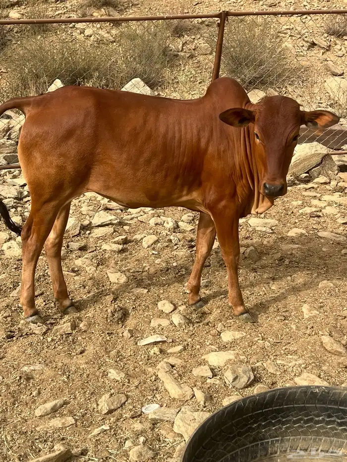 حبشه (حسيله) (تم البيع) 0