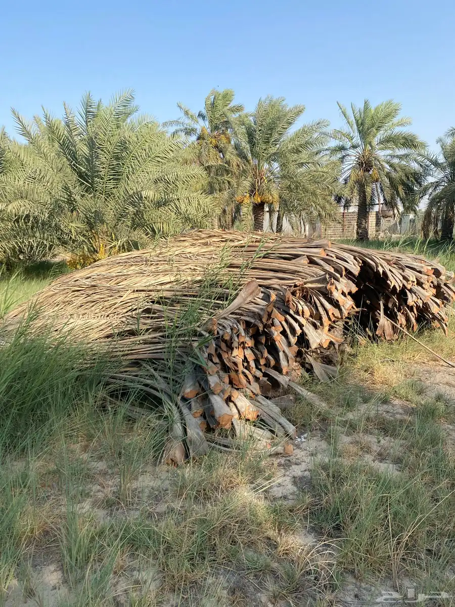سعف نخل جريد البيع على السوم ام ساهك 0