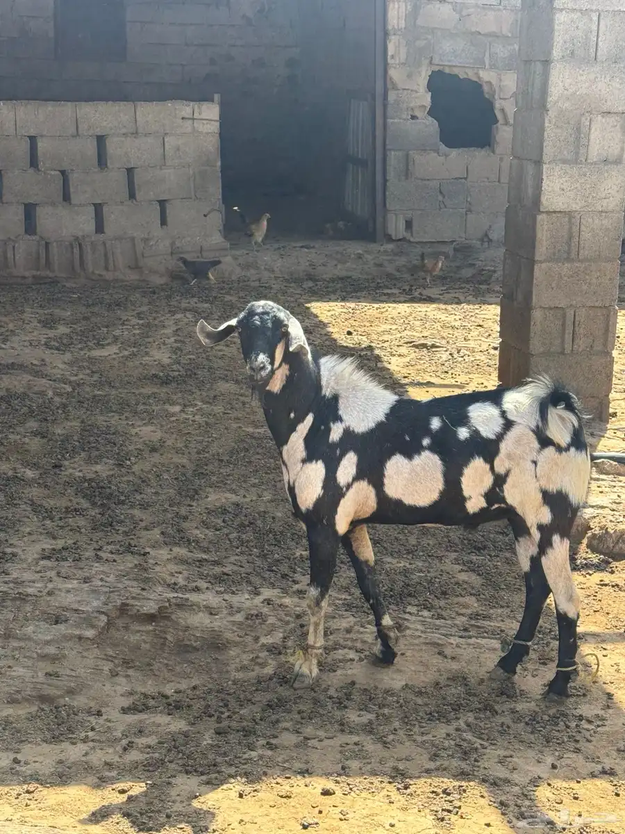 فحل معزا 1