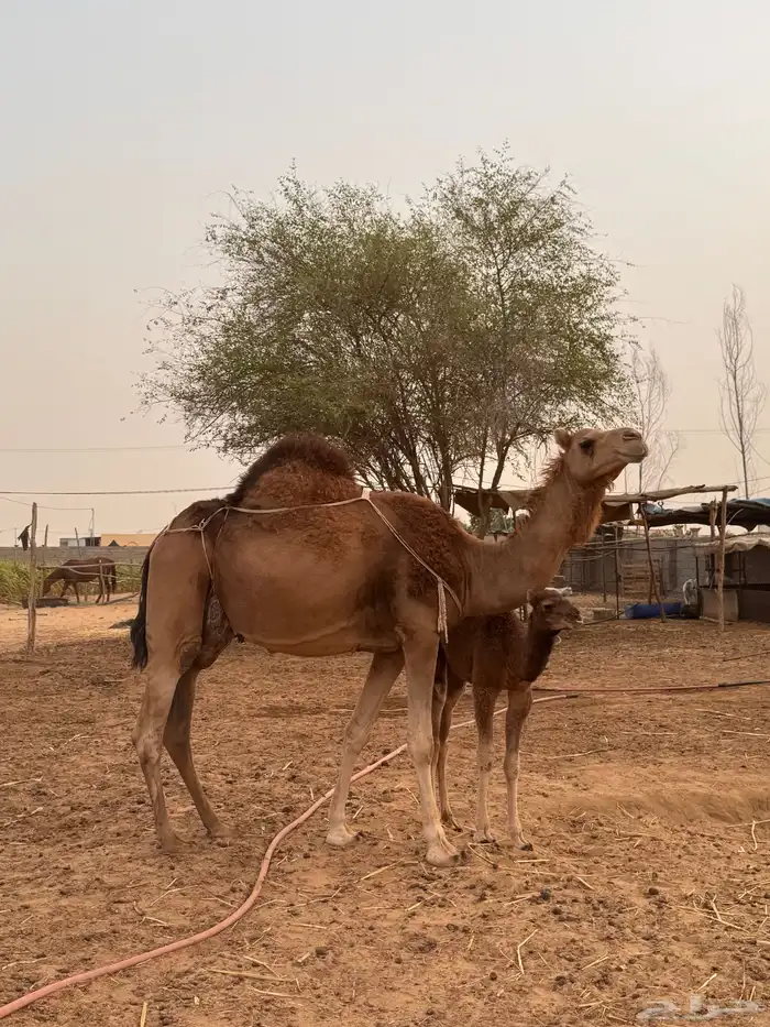 خلفه مصغر ( تم البيع ) 0