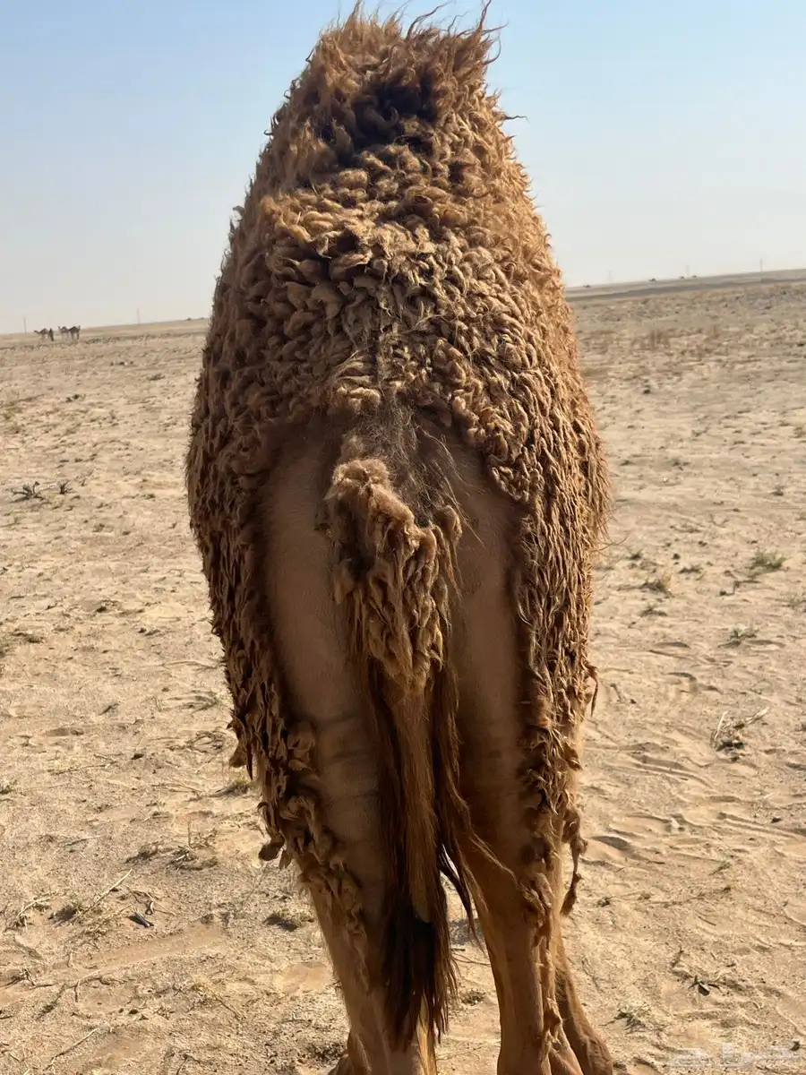 حاشي قصب طيب 0