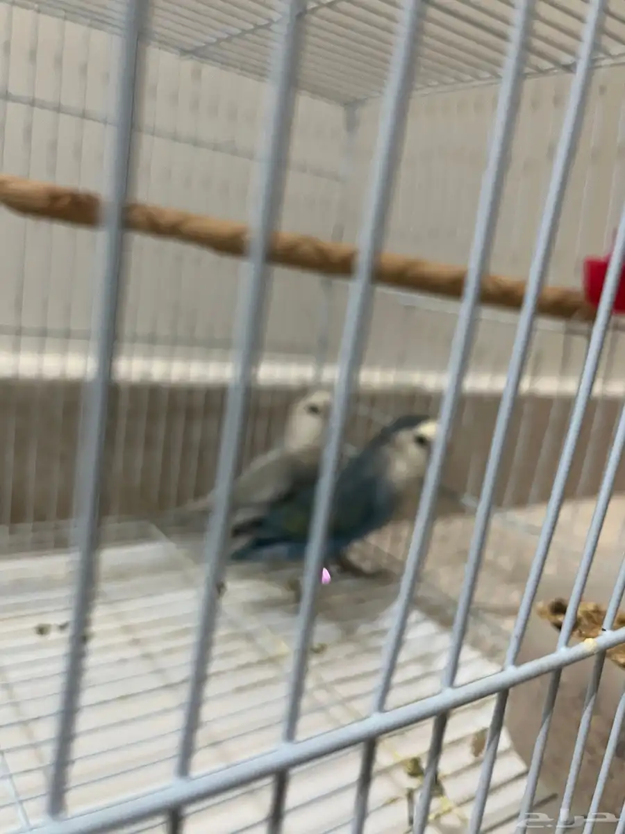 جوز روز منتج   ألوان نادرة   بصحة ممتازة 2