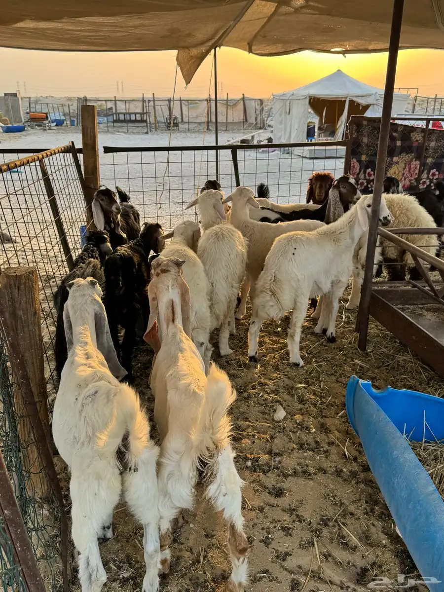 خرفان ورخال حري ونعيم وتيوس وجفار 3