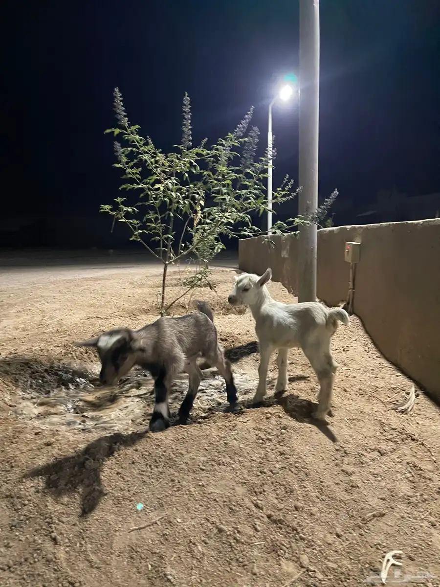 ماعز قزمي 5