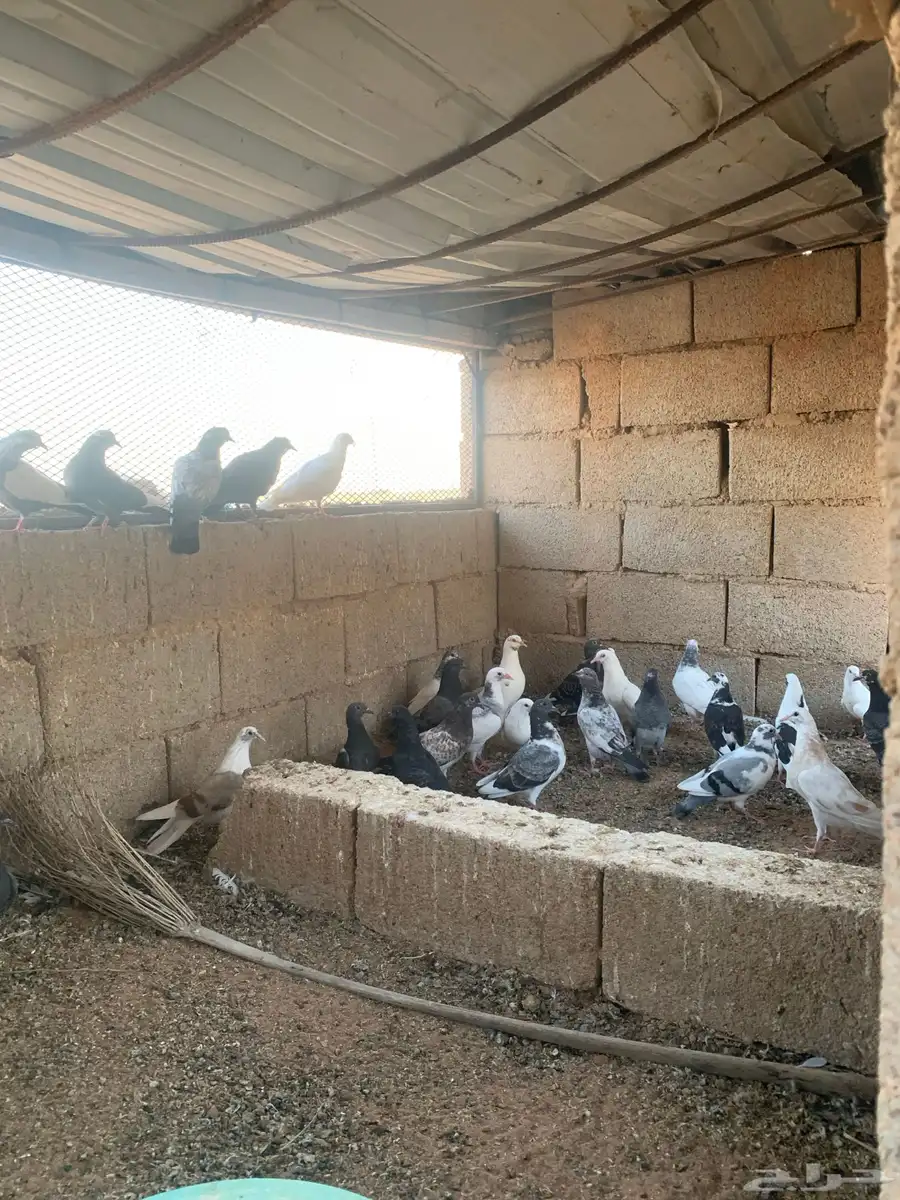 فروخ حمام 1