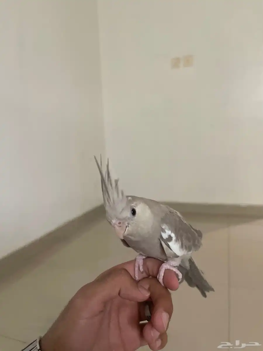 انثى كروان 2