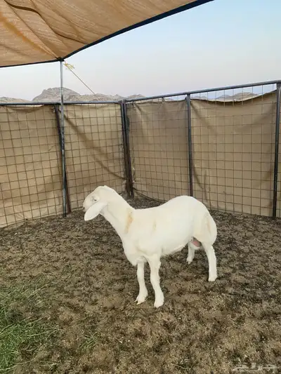 خروف فاخر 2