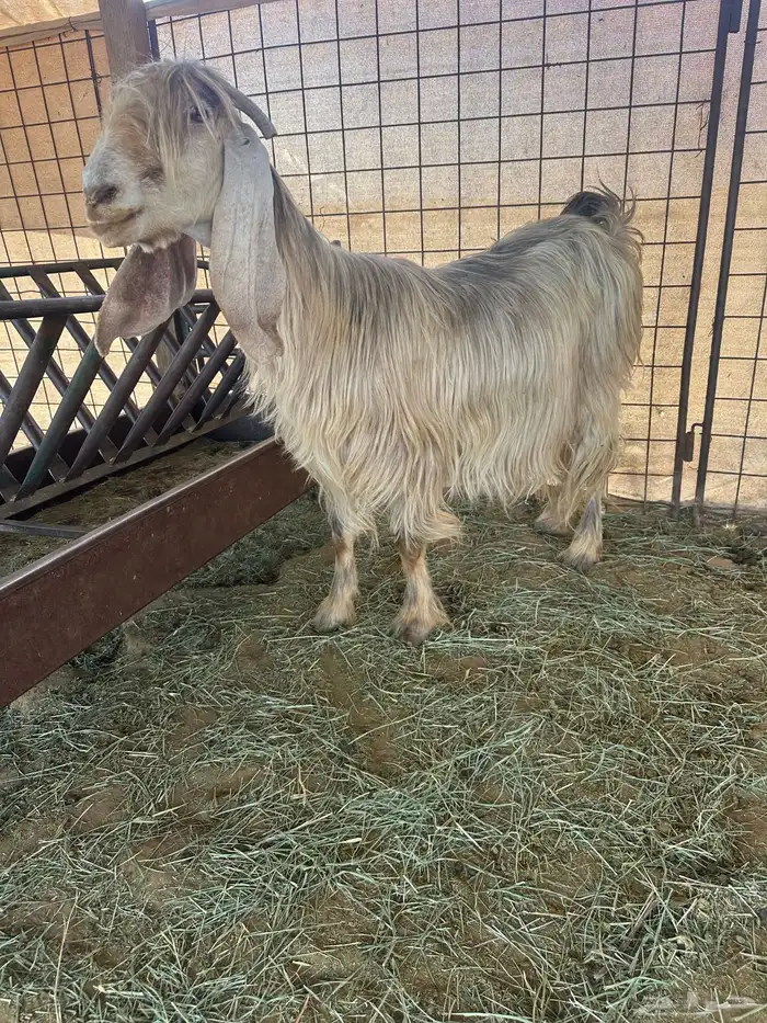 للبيع عنز عارضيه صفرا معها 2 0