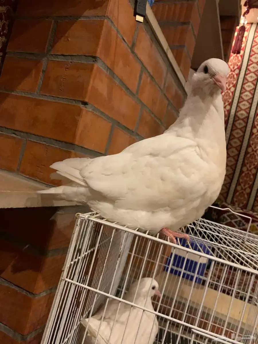 طبه فرش 22