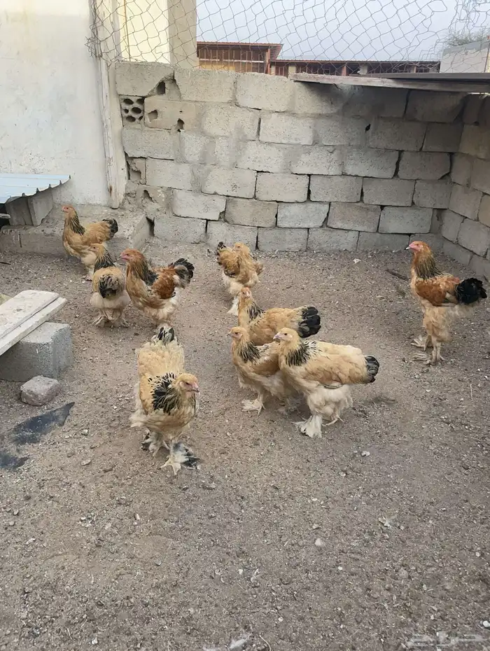 دجاج براهم العدد 7 3