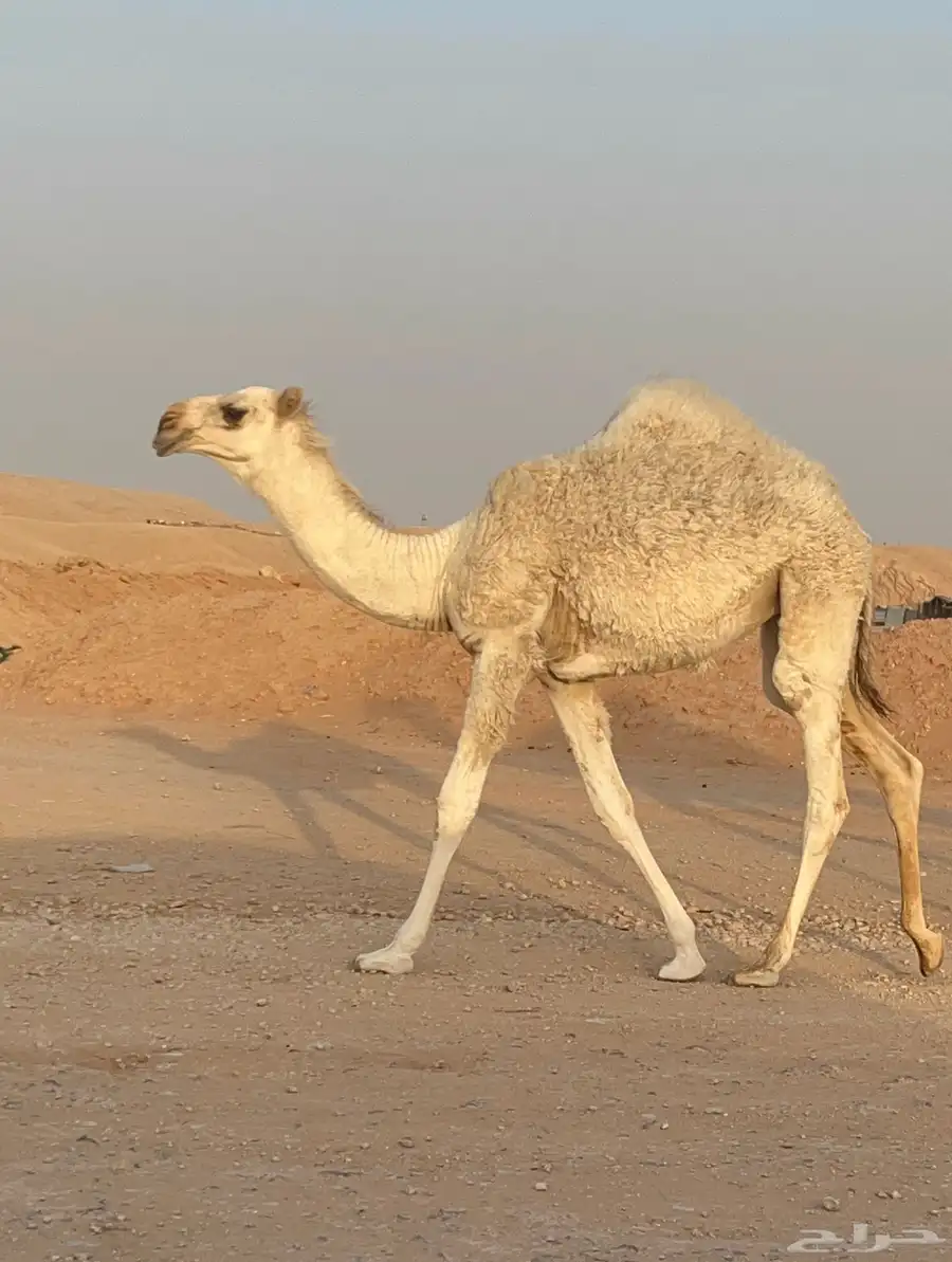 حوارة عونيه 0