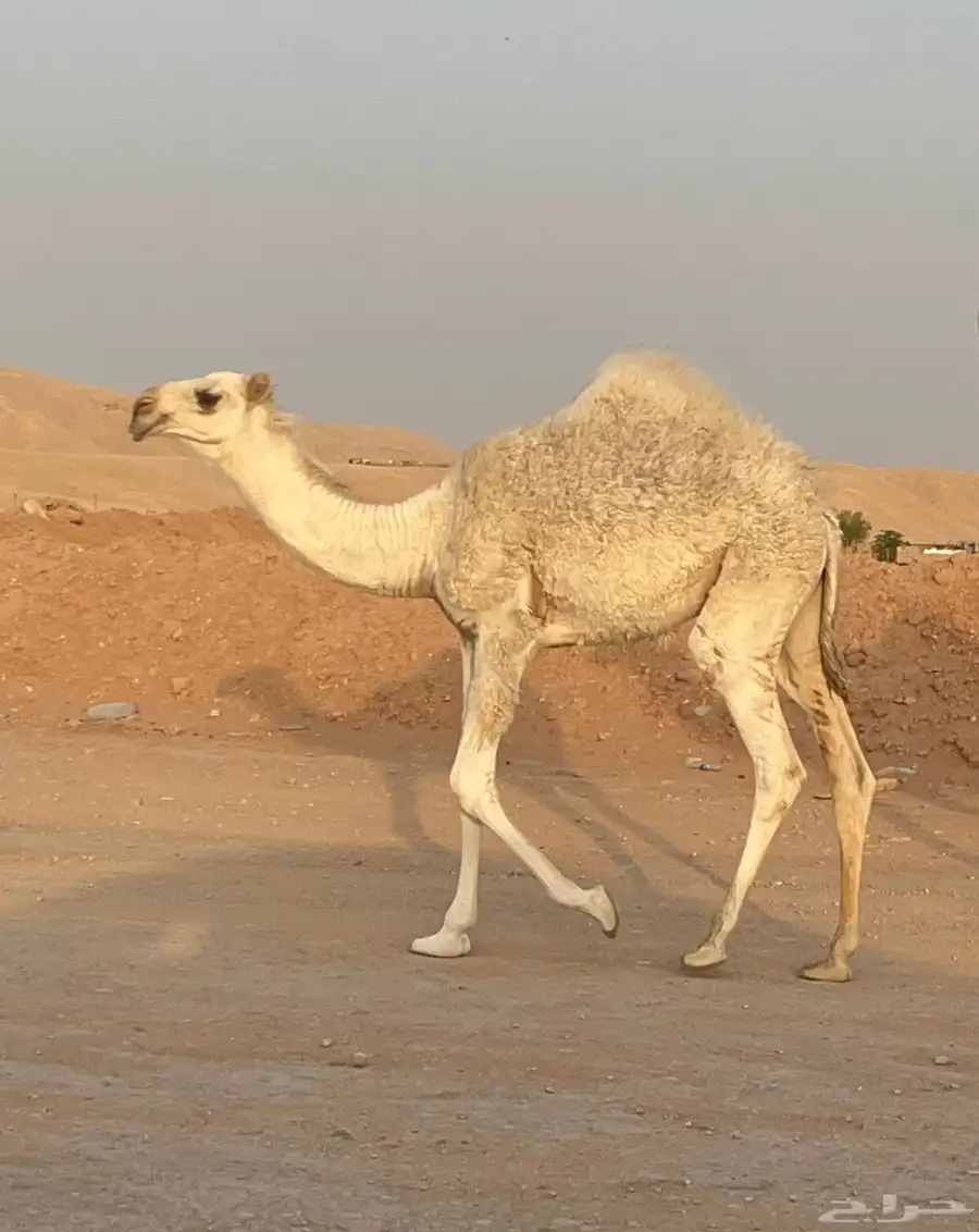 حوارة عونيه 1