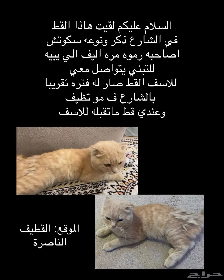 قط سكوتش للتبني 0