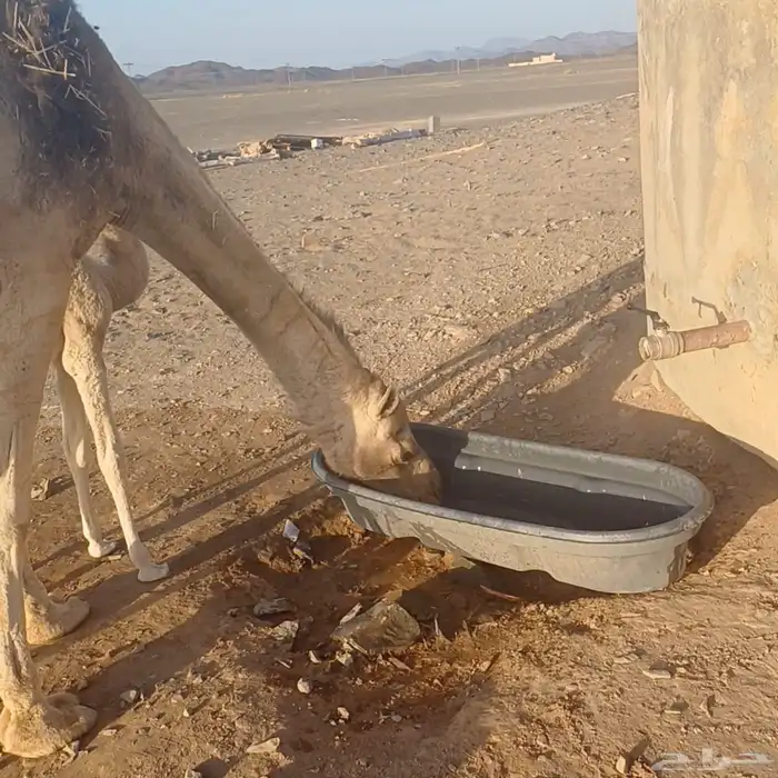 خلفه مصغر تم البيع 2