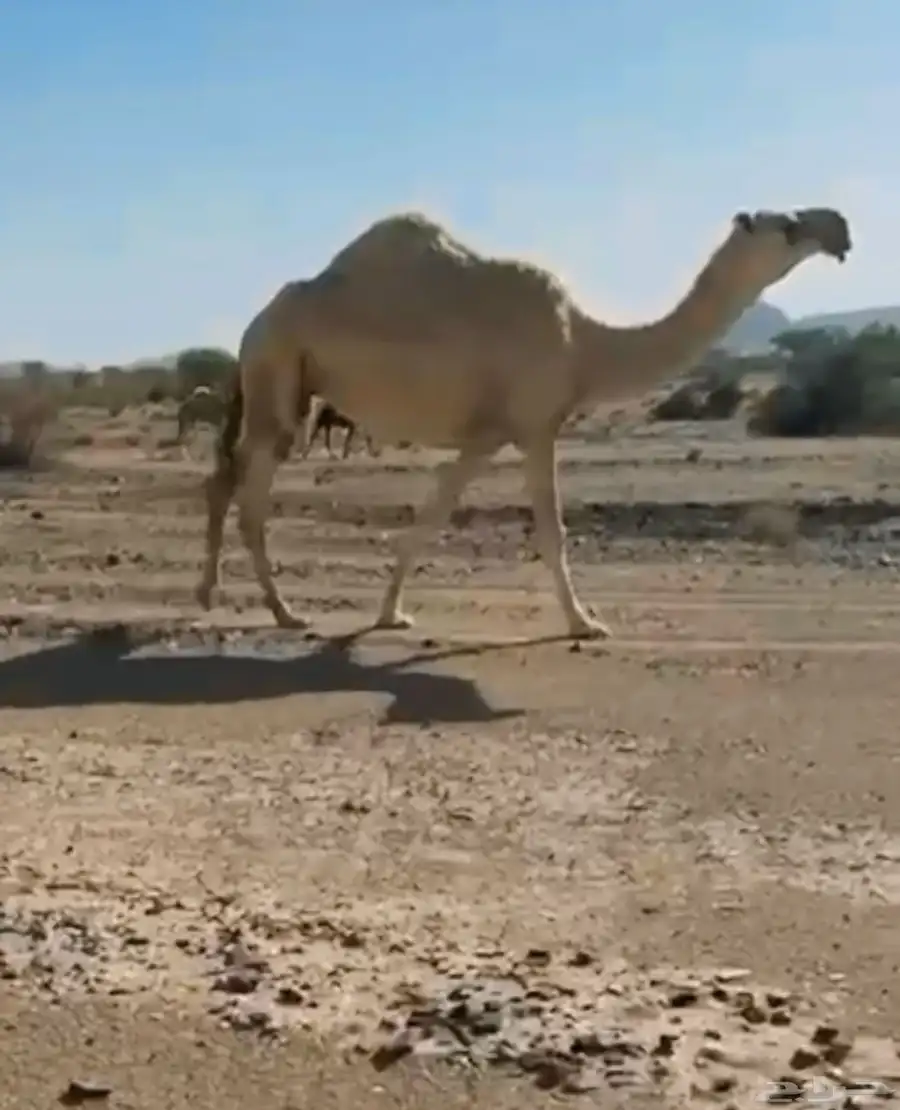 ظروبه مبيوع حاشيها. سنها علا اول شق. وعلا جميع الشروط. 0