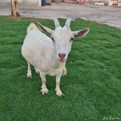 ماعز قزم 8