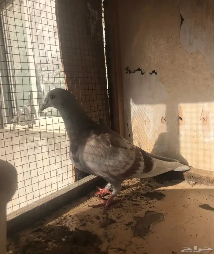 زواجل سباق طبات 5