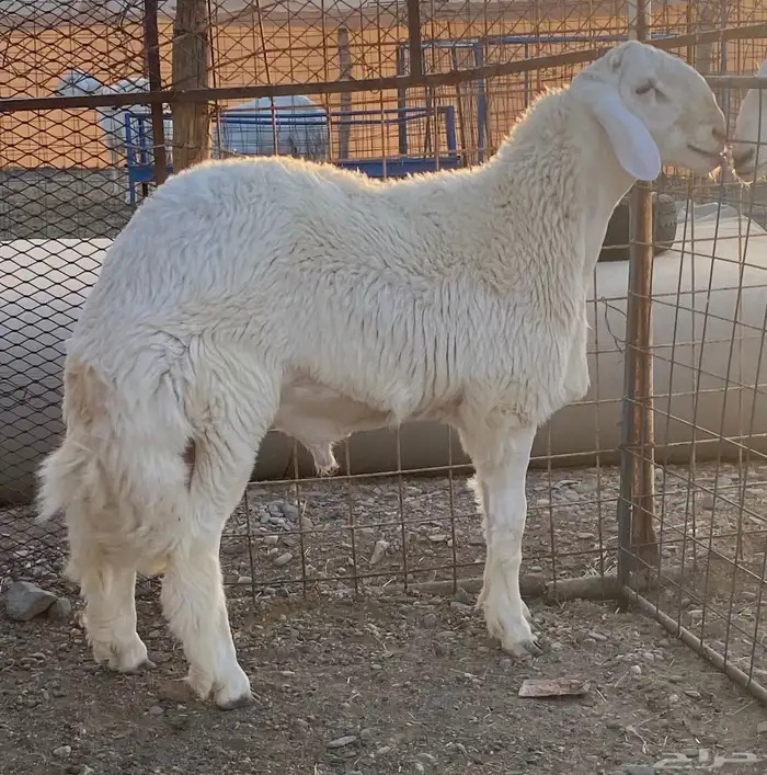 مشاريع فحول حريه صنف الصنف درجه اولى 1