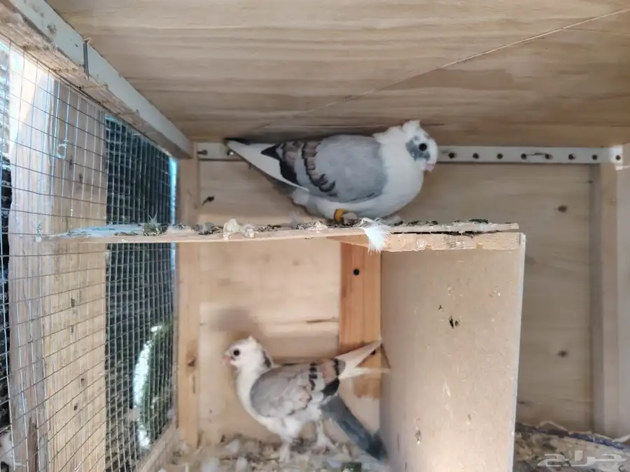 جوز حمام حب الرمان 0