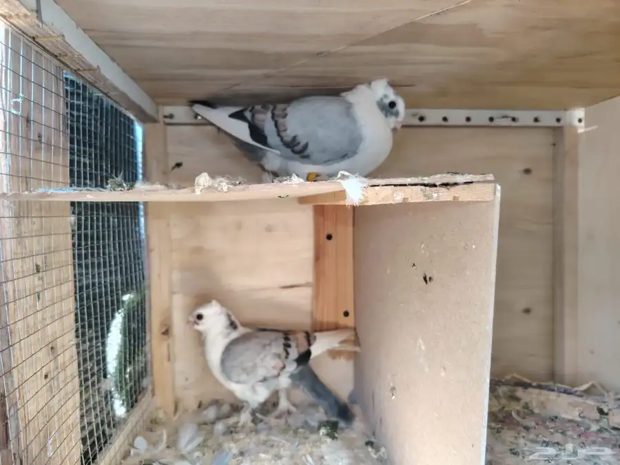 جوز حمام حب الرمان 2