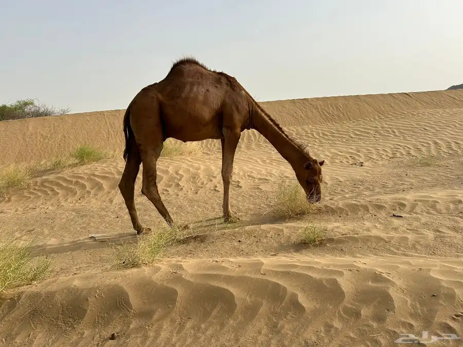 مفرود مريري للبيع 0