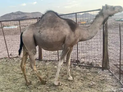 نياق طيبه. تم البيع. تم. البيع 9