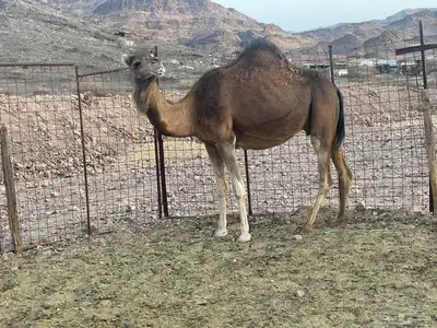 نياق طيبه. تم البيع. تم. البيع 8