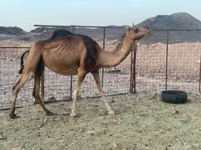 نياق طيبه. تم البيع. تم. البيع 7