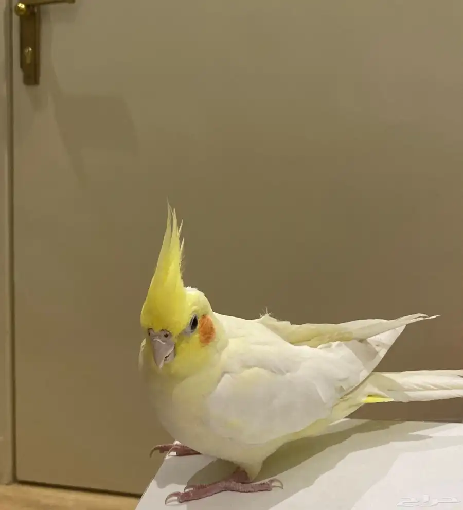 ببغاء كروان 1
