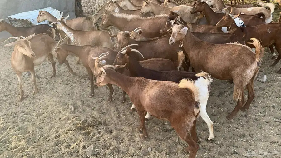معزا دهم 3