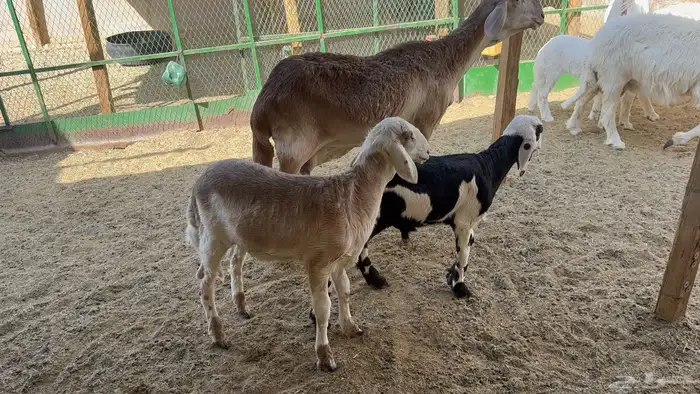 شاة سواكنية متبع بتوم 2