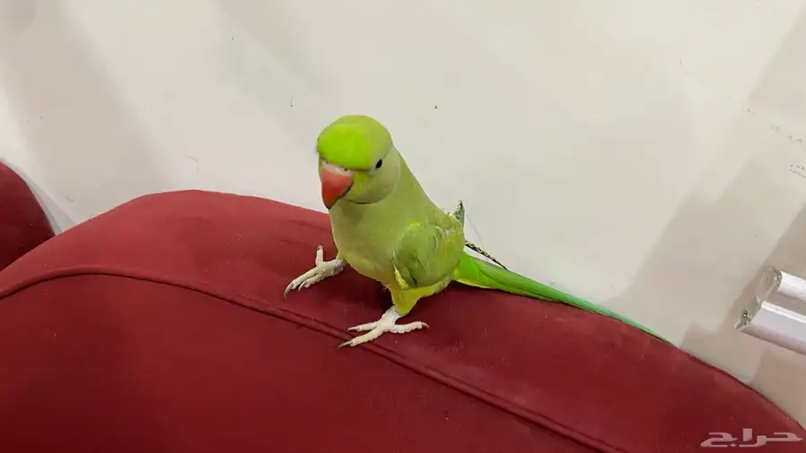 ببغاء 1
