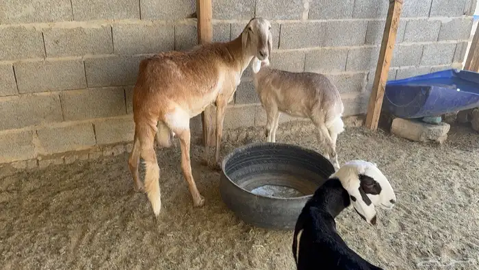 شاة سواكنية متبع بتوم 6
