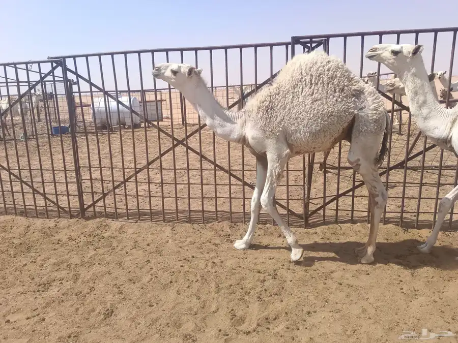 حشو للبيع 27